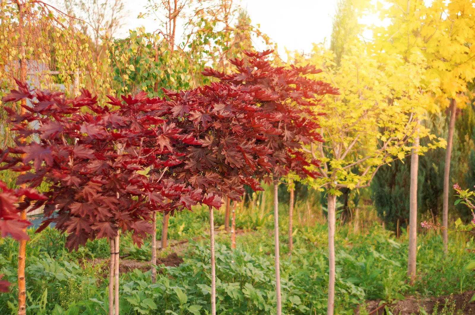 Skogslönn 'Royal Red', Sh 80 - bild 4