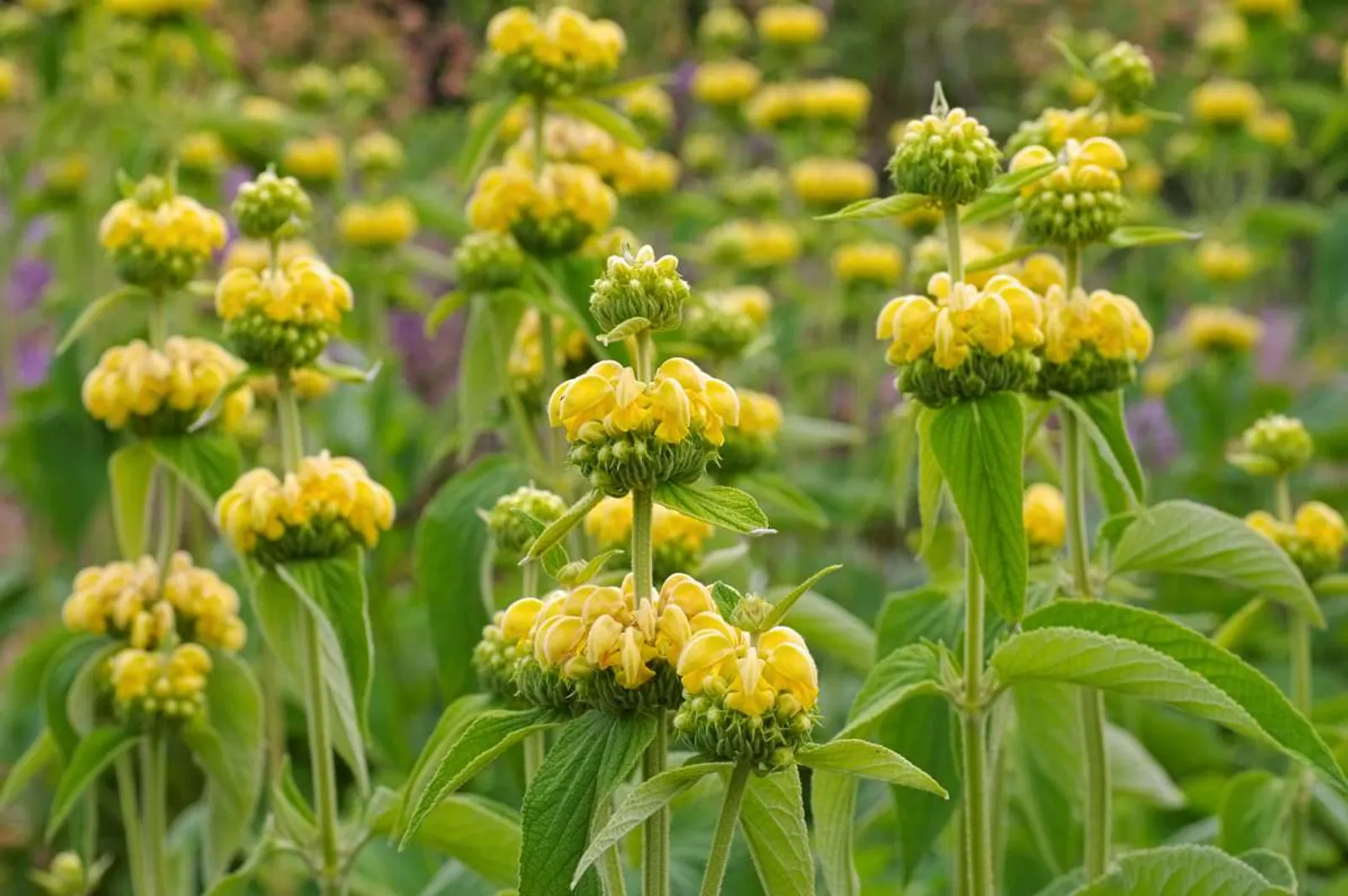 Gul Lejonsvans med gula blomklasar, ståtlig perenn som lockar bin och fjärilar.