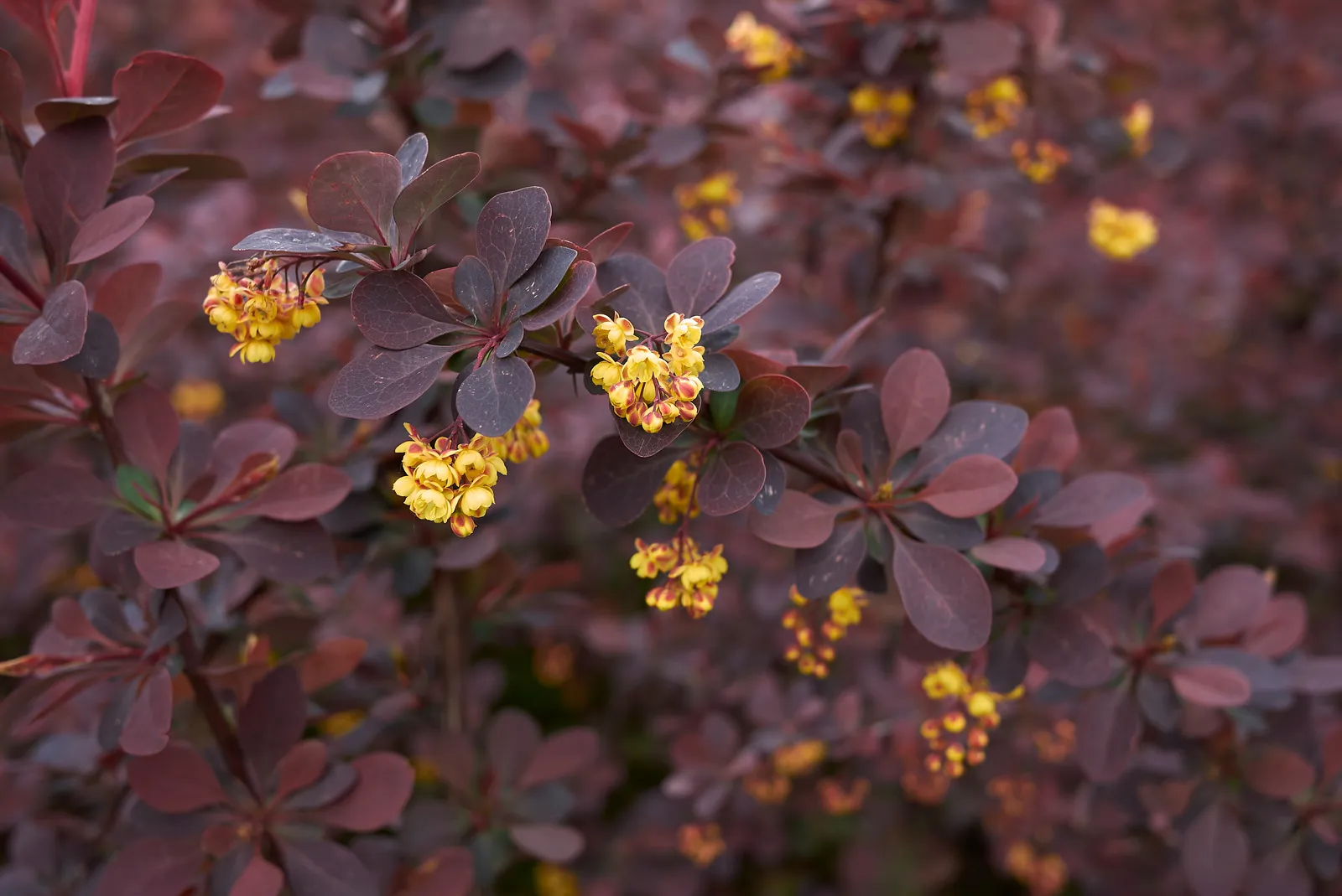 Röd häckberberis 'Atropurpurea' - bild 2