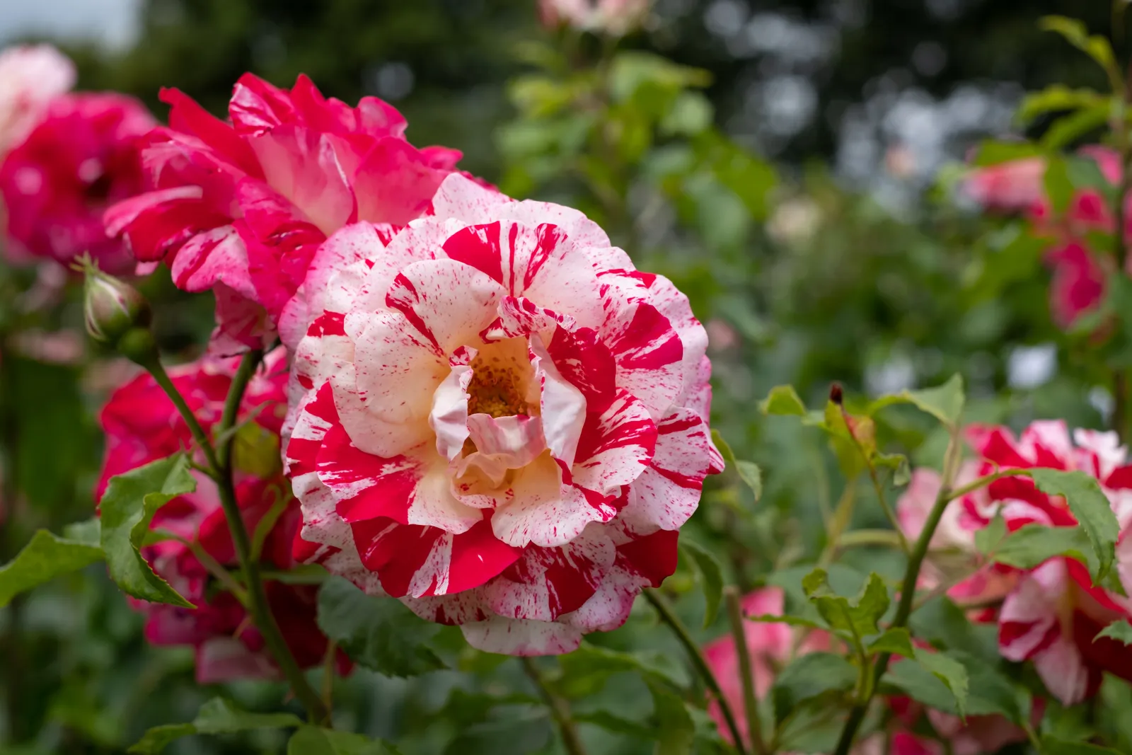 Grandiflora-ros ROCK & ROLL ('Wekgobnez') - bild 2