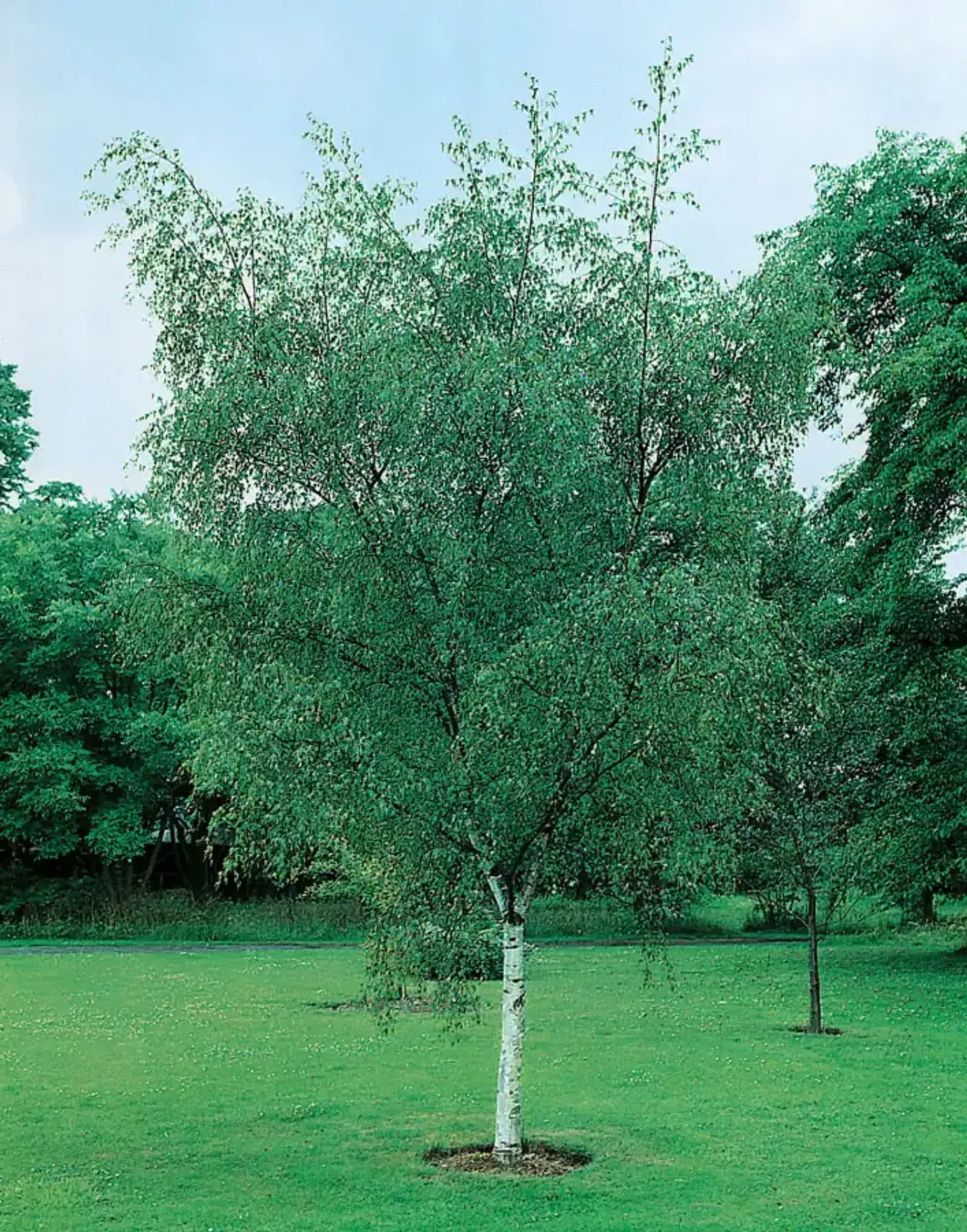Vårtbjörk, 60-100 cm — närbild