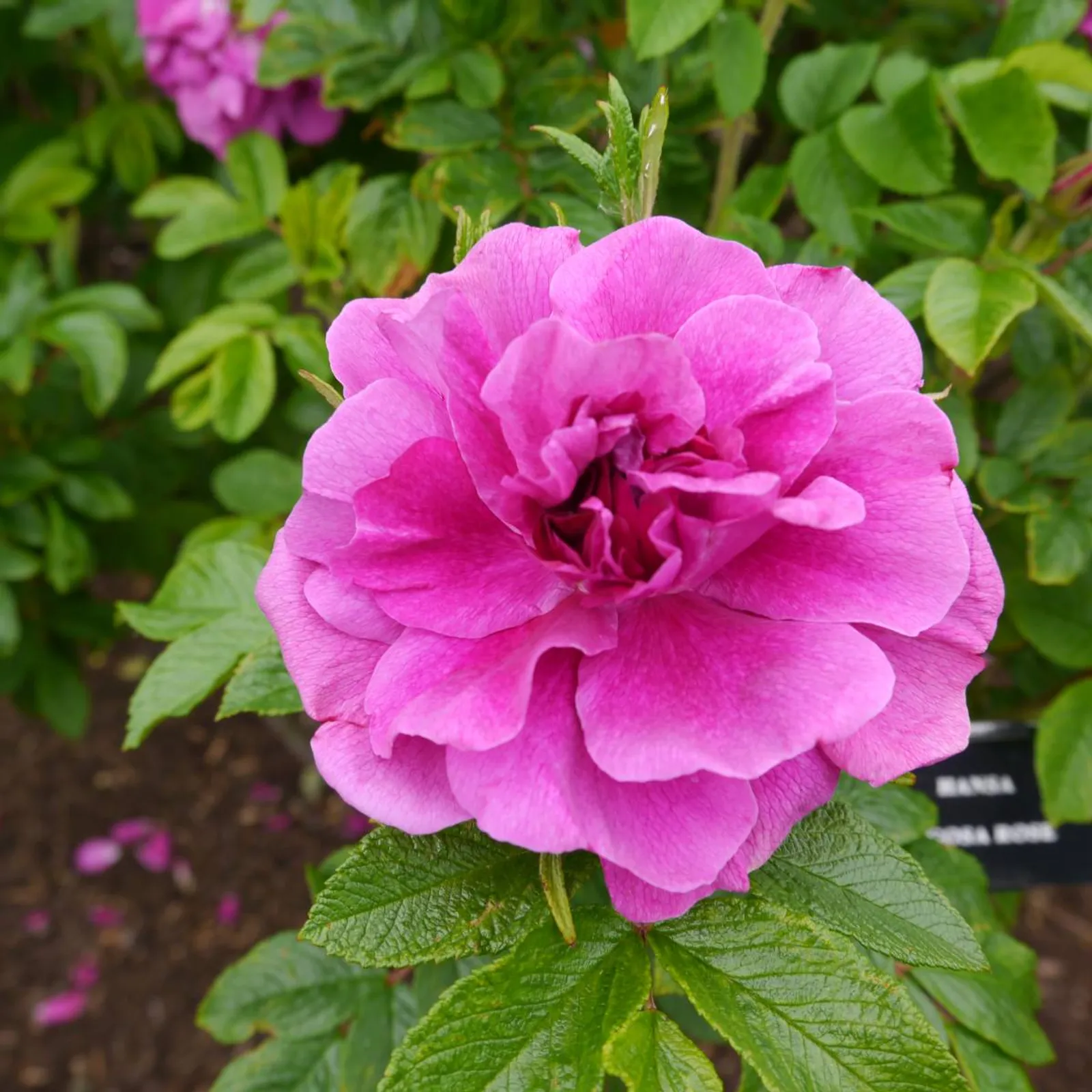 Rugosa-ros 'Hansa', 20-40 cm — detalj 3