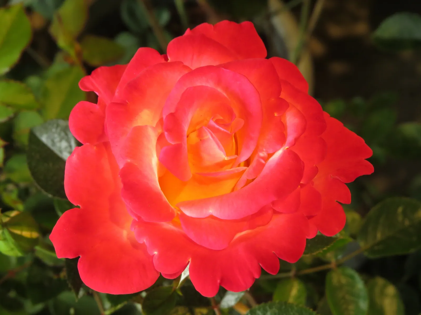 Floribundaros 'David® Rosenmager' - bild 2