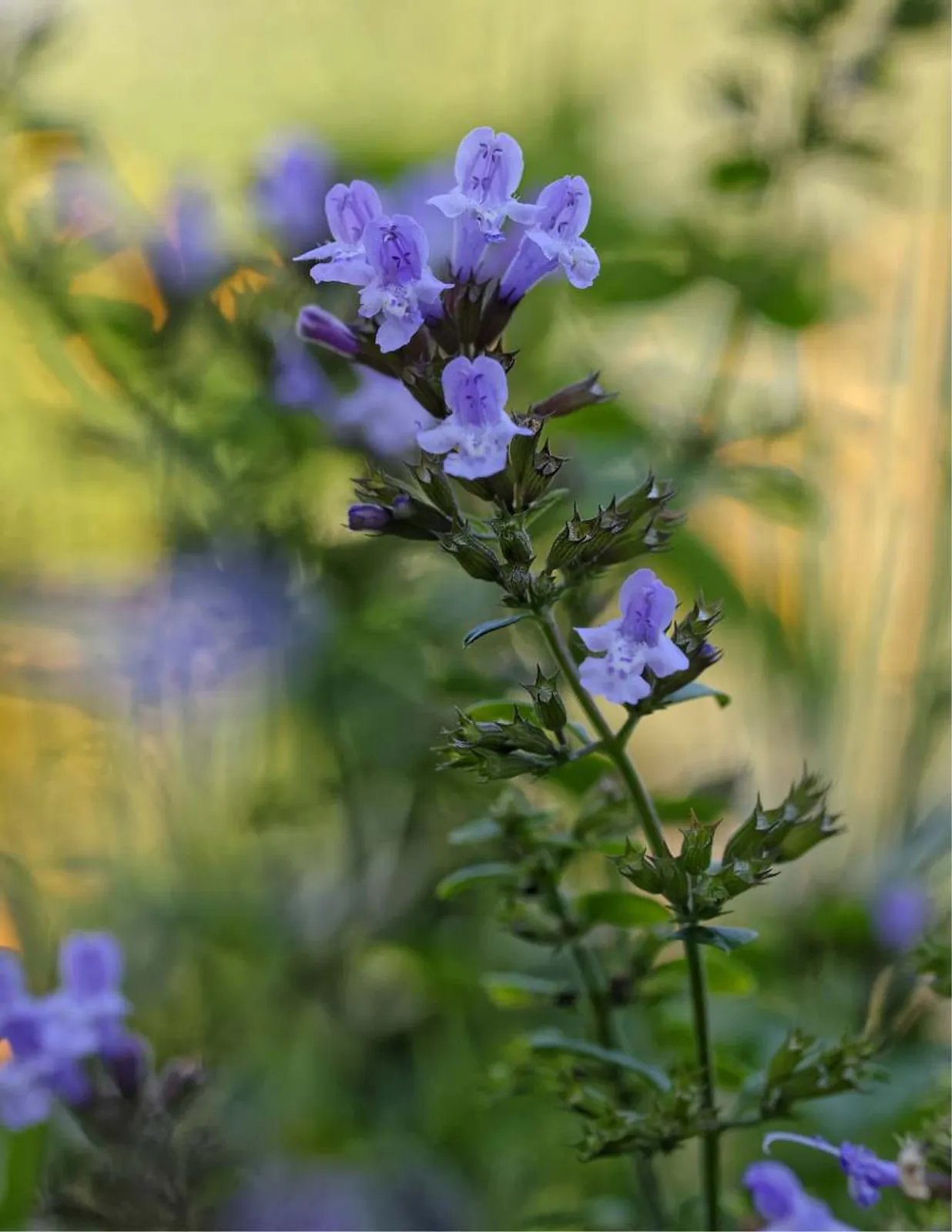 Stenkyndel med aromatiska blad och rosa blommor, en kryddväxt som lockar bin och fjärilar.