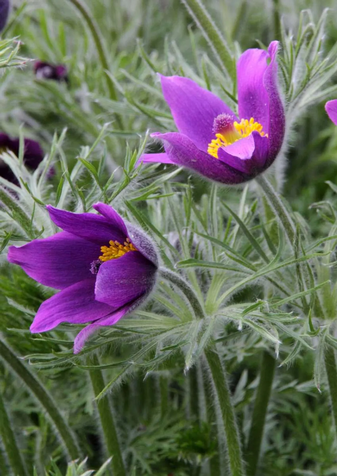 Backsippa med violetta blommor och ludna knoppar, klassisk vårblommande perenn för stenpartier.