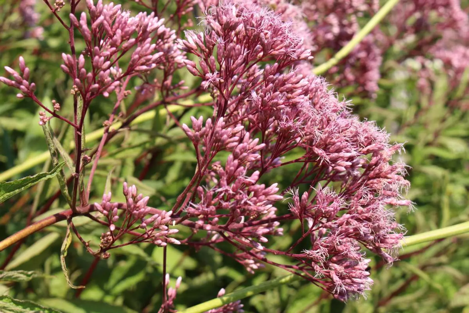 Fläckflockel 'Atropurpureum' med mörkröda blommor, ståtlig rosenflockel för naturlika planteringar.
