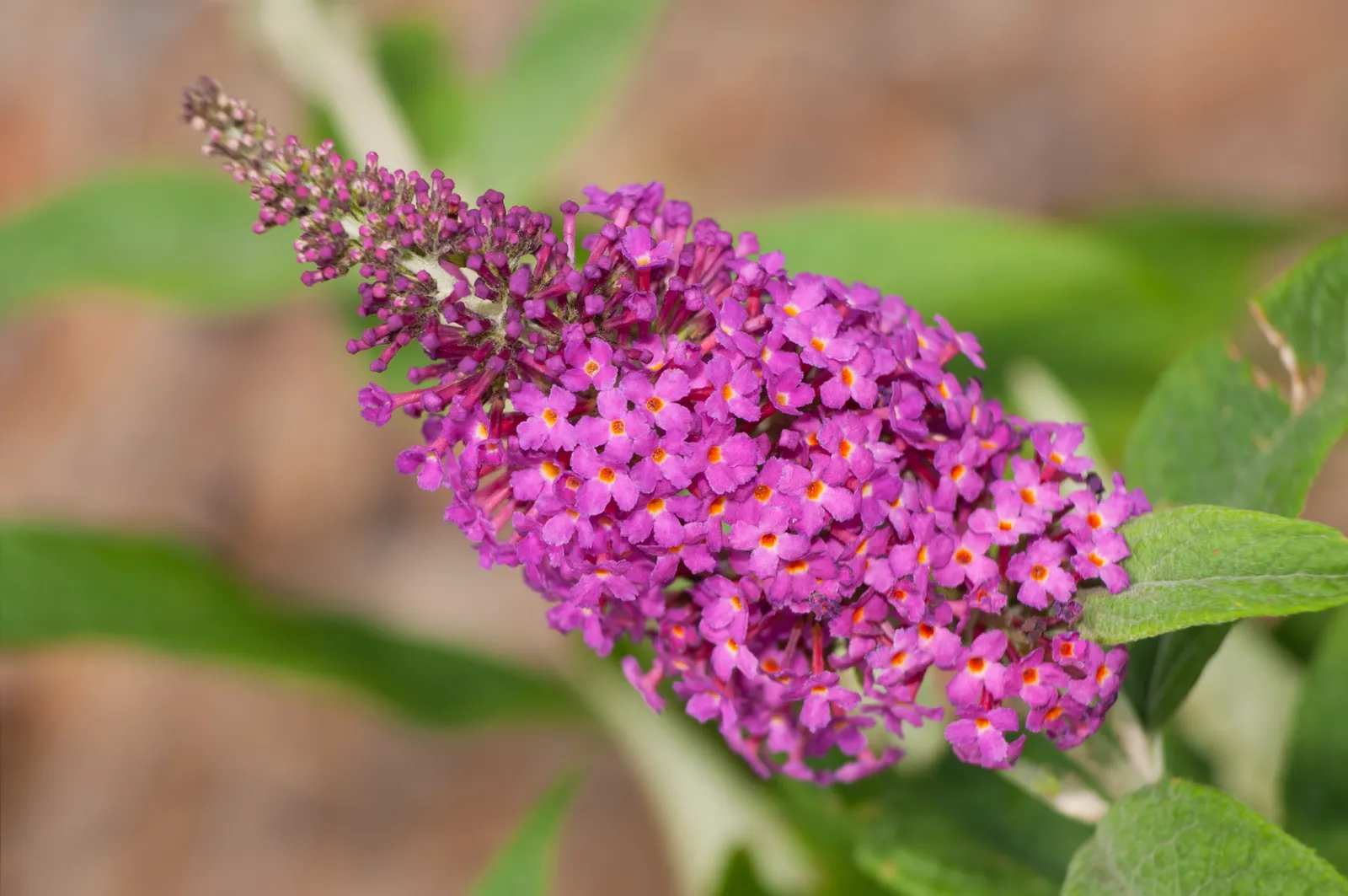 Buddleja 'Miss Ruby'PBR - bild 1