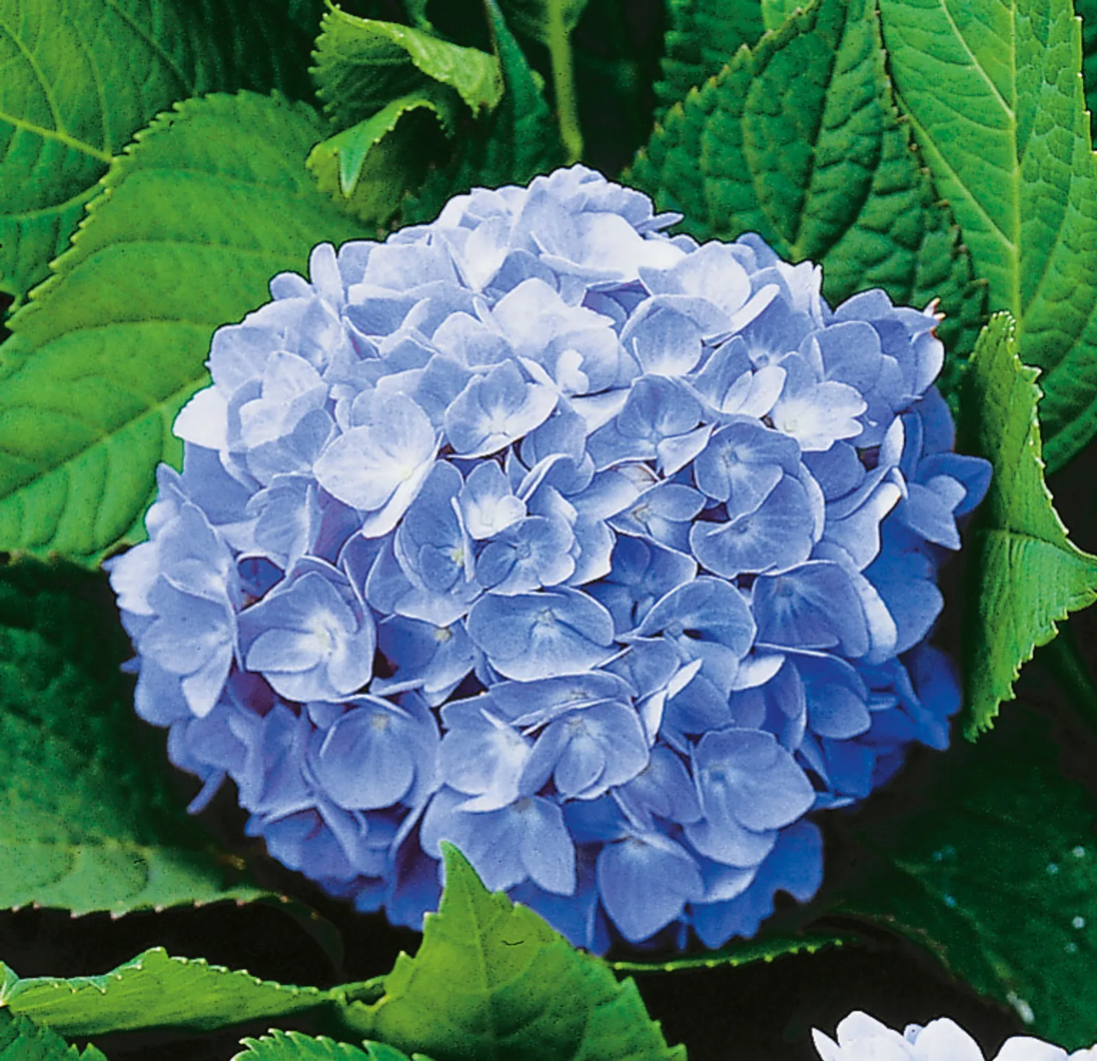 Hortensia 'Nikko Blue' - bild 2