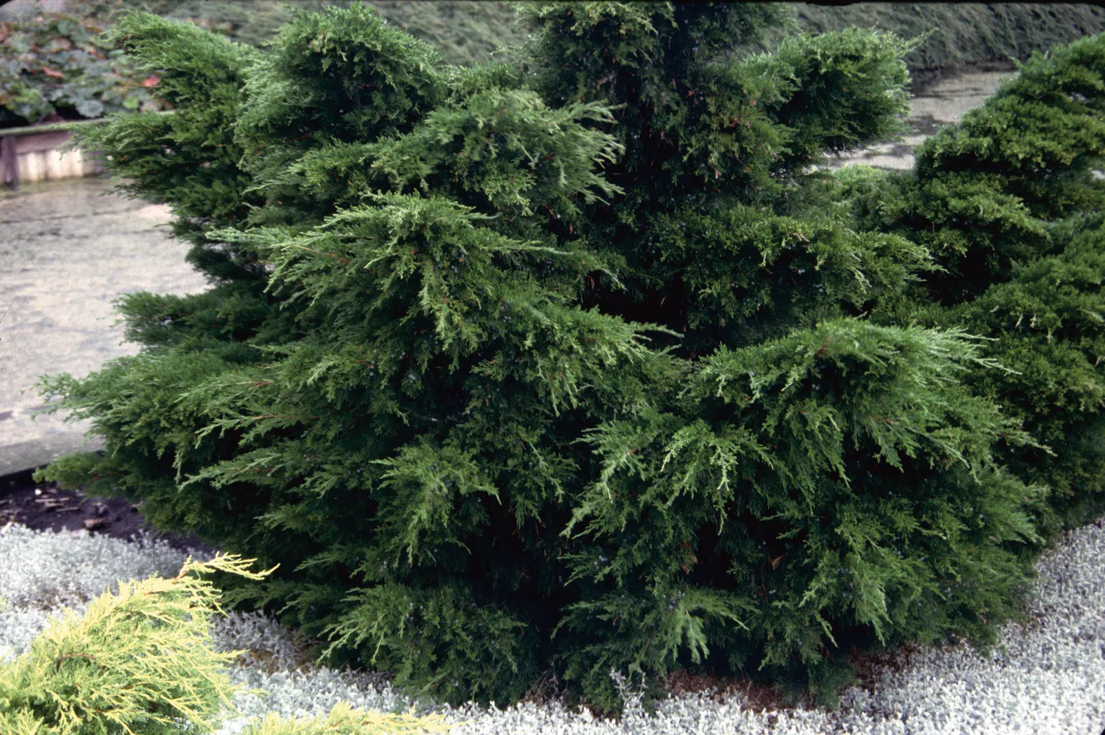 Trädgårds-en 'Mint Julep', 30-40 cm - bild 2