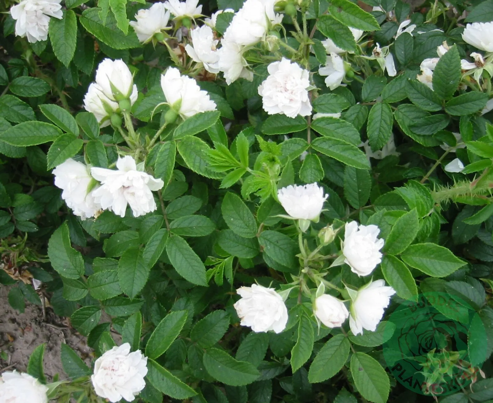 Rugosa-ros 'White Grootendorst' - bild 1