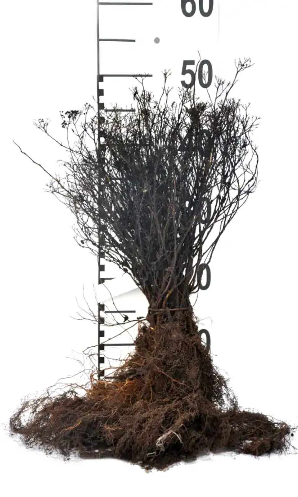 Rosenspirea, 15-30 cm — detalj 4