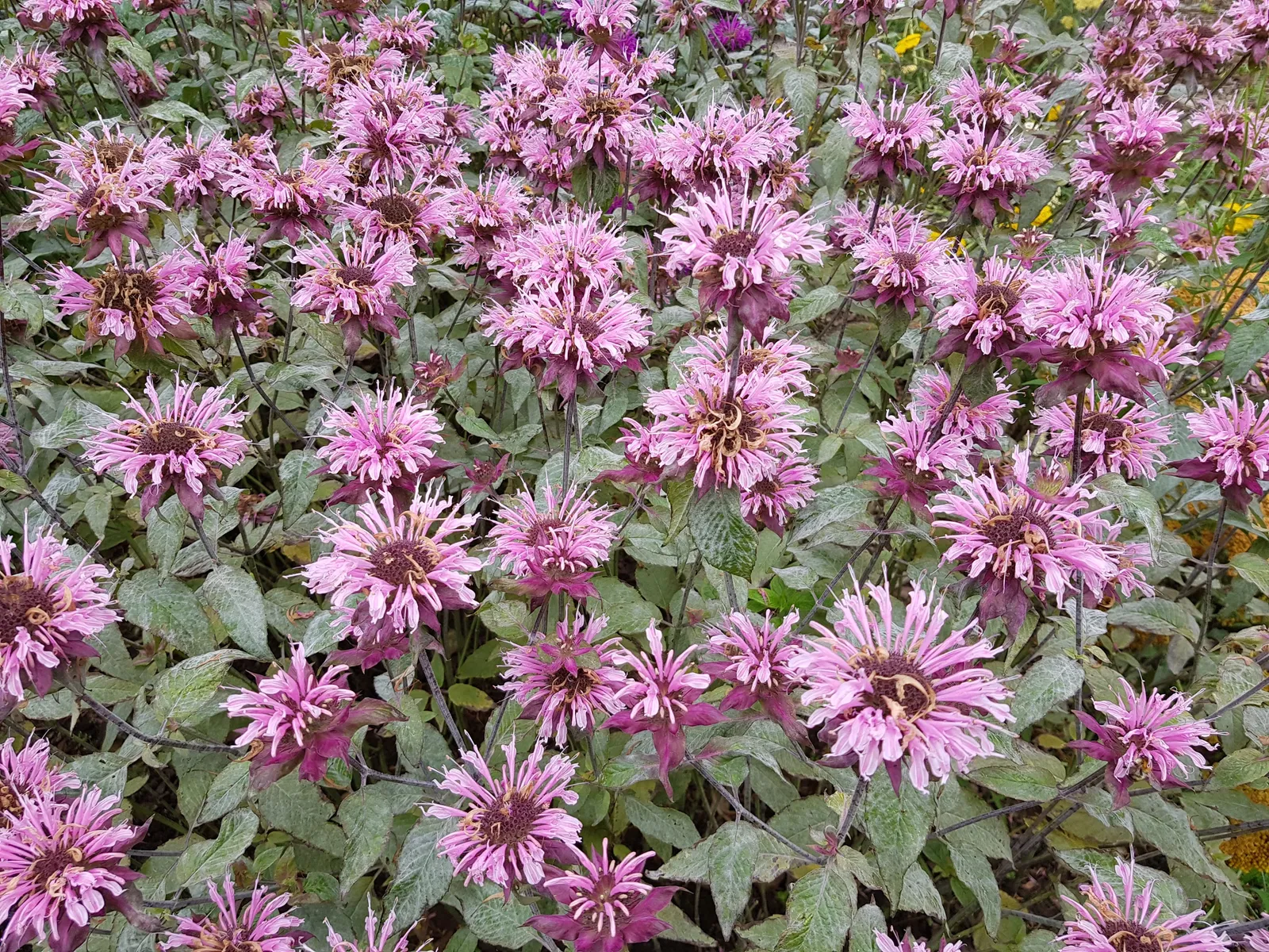 Temynta 'Beauty of Cobham' - bild 5