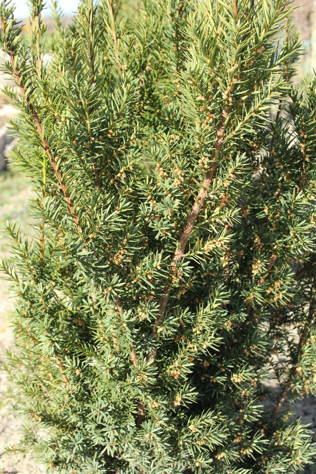 Hybrididegran 'Hicksii', 40-50 cm - bild 4