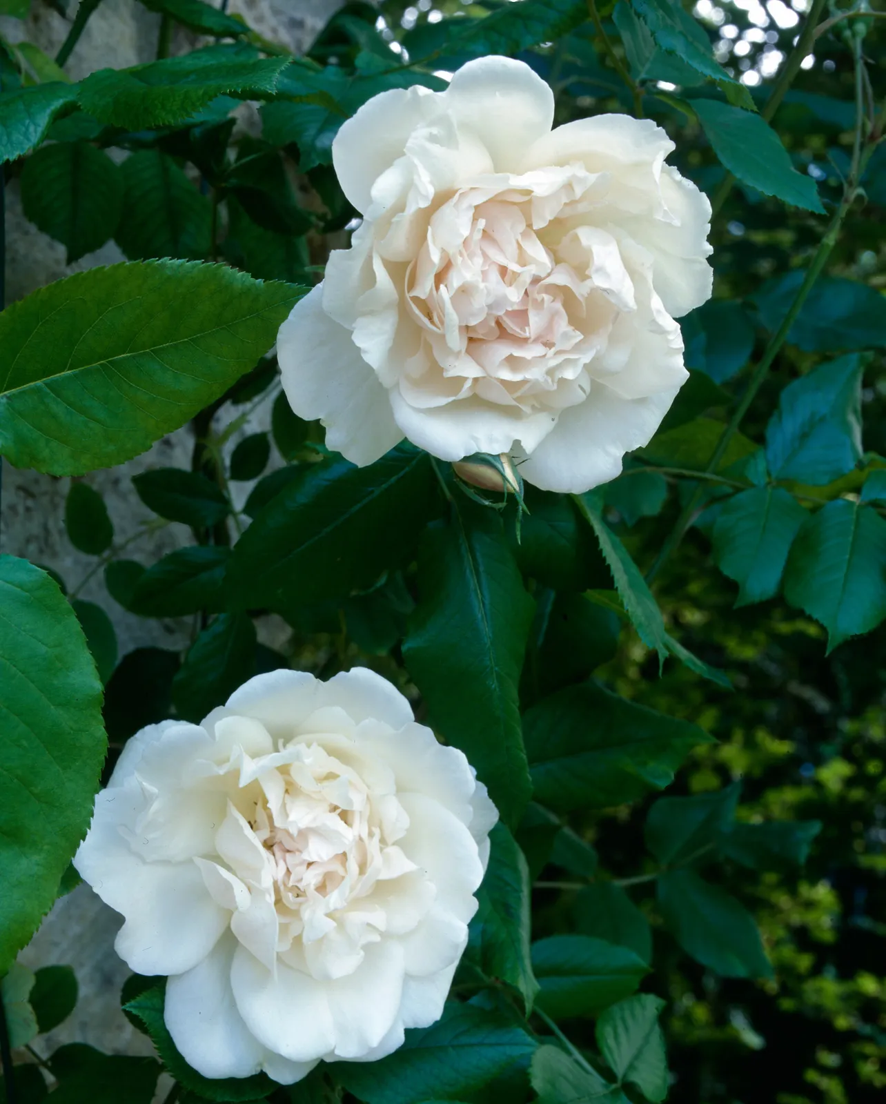 Noisette-ros 'Mme Alfred Carrière' - bild 3