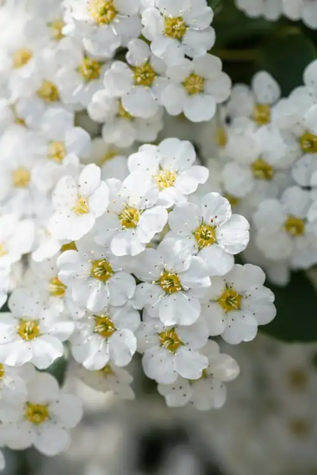 Bukettspirea, 50-80 cm — närbild