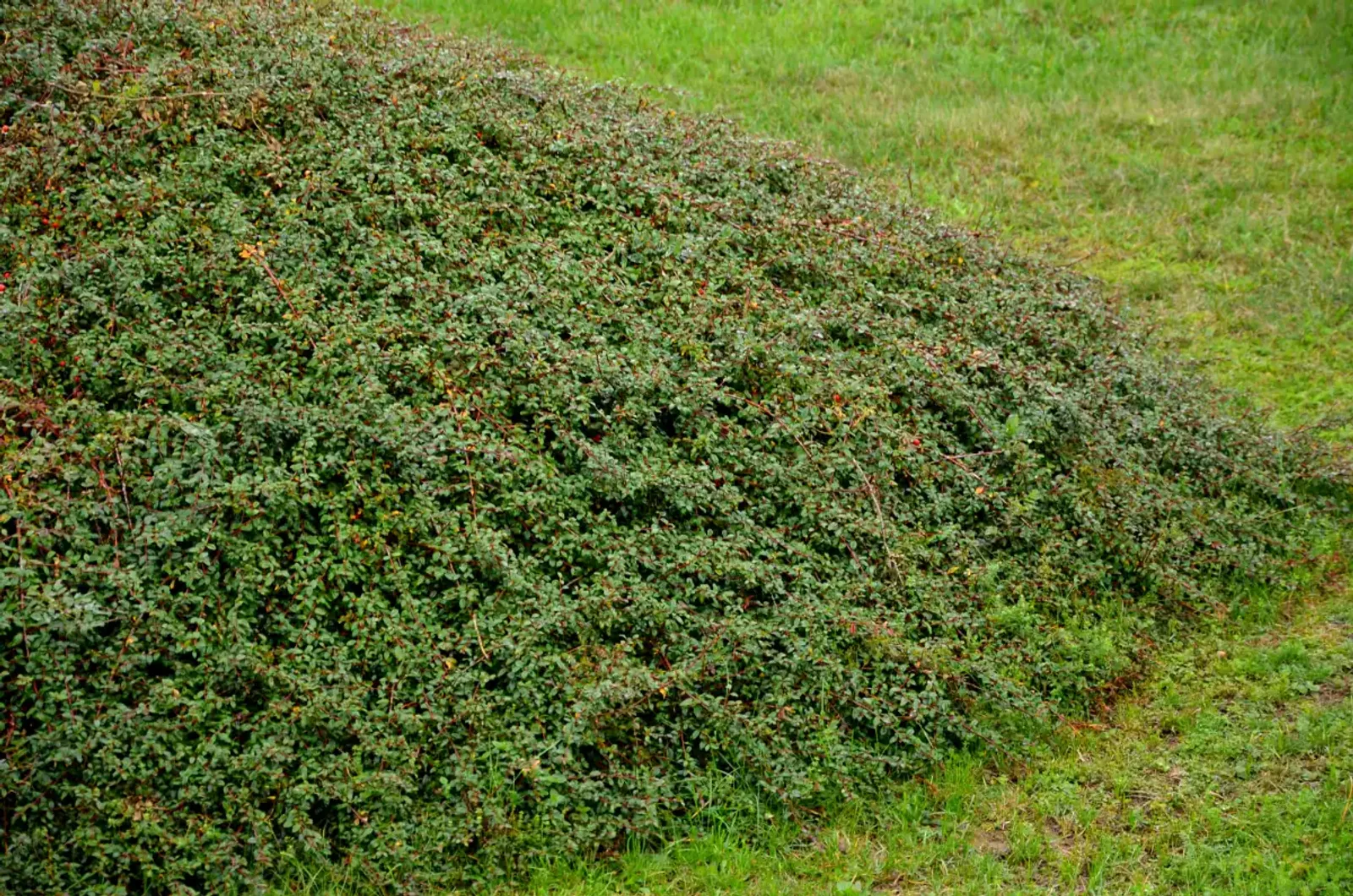 Svenskt parkoxbär 'Coral Beauty' med korallröda bär och vintergröna blad, en fin marktäckare.