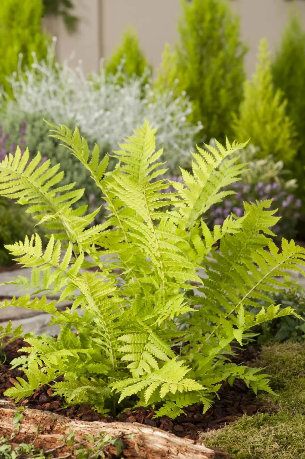 Strutbräken med stora, eleganta ormbunksblad, ståtlig perenn för skuggiga och fuktiga platser.