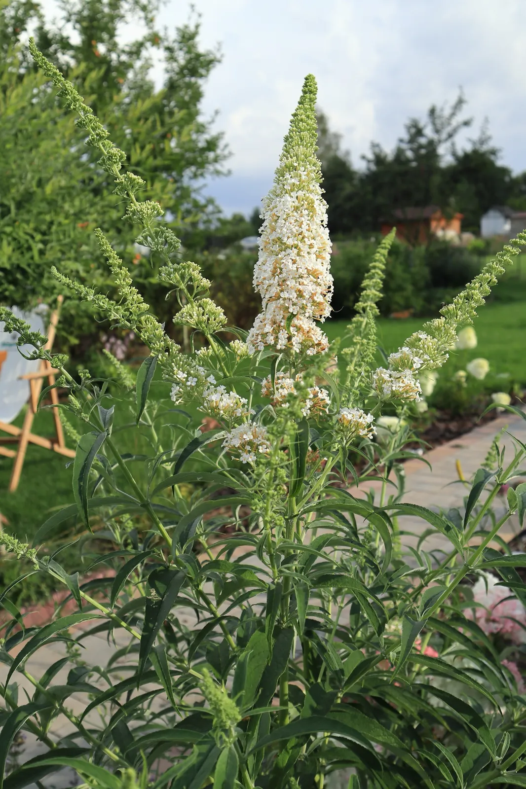 Syrenbuddleja 'White Profusion' - bild 6