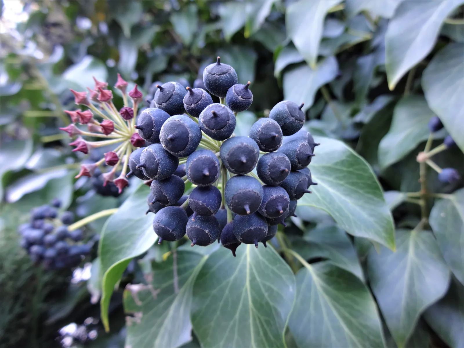 Buskmurgröna 'Arborescens' - bild 5