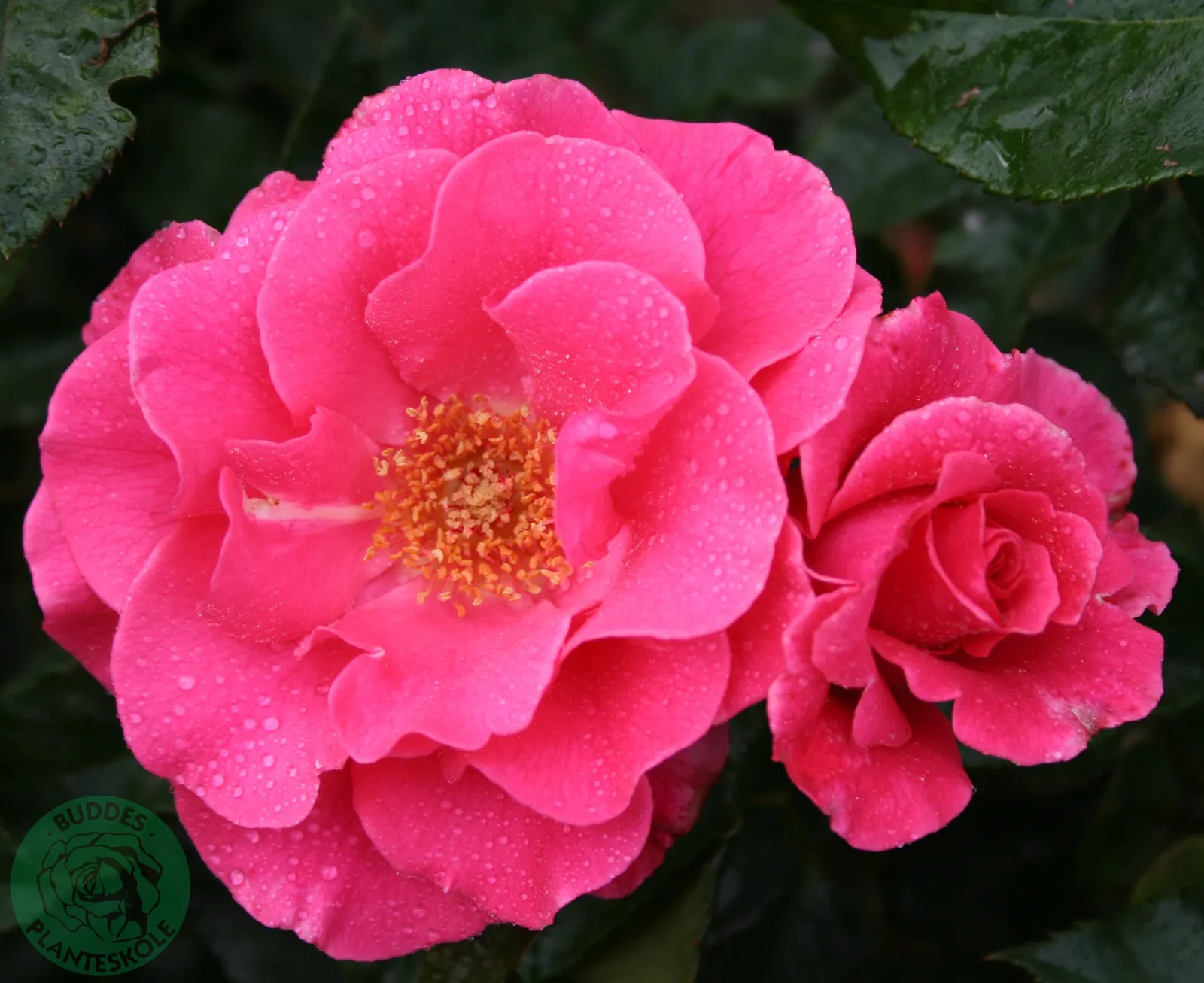 Modern buskros ROMANZE® ('Tanezamor') - bild 2