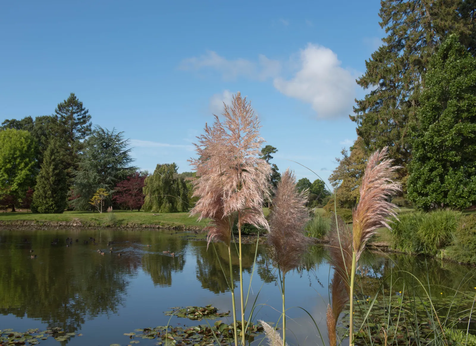 Pampasgräs 'Rosea', 2L - bild 5