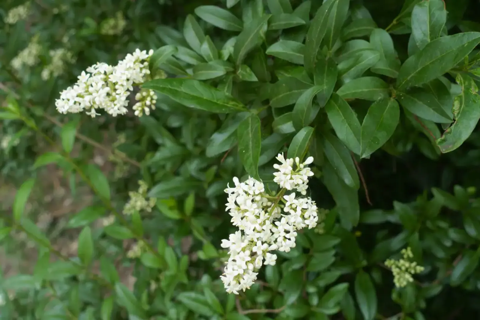 Vinterliguster 'Liga', 50-80, 3-5 grenar cm — detalj 3