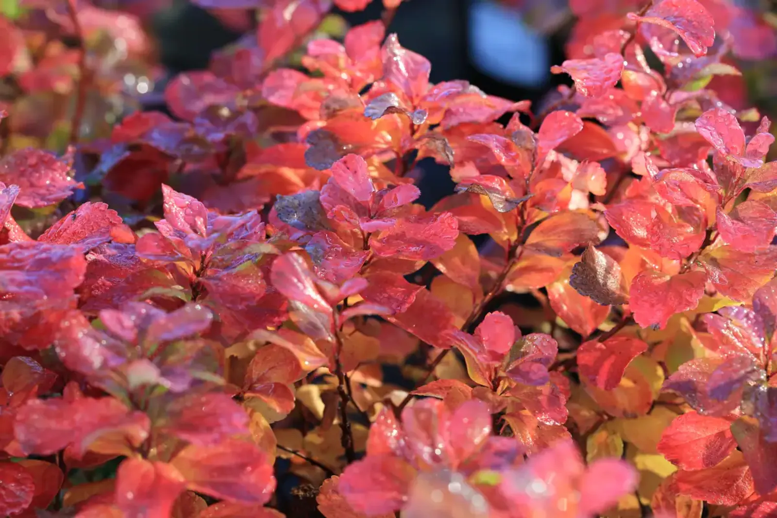Björkspirea, 15-30 cm — detalj 3