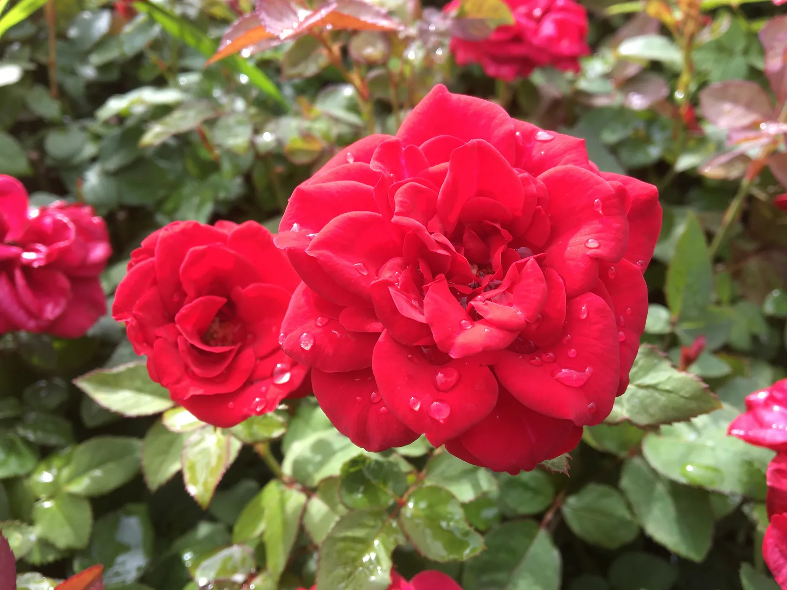 Floribundaros CARL PHILIP ('Korpeahn') - bild 3