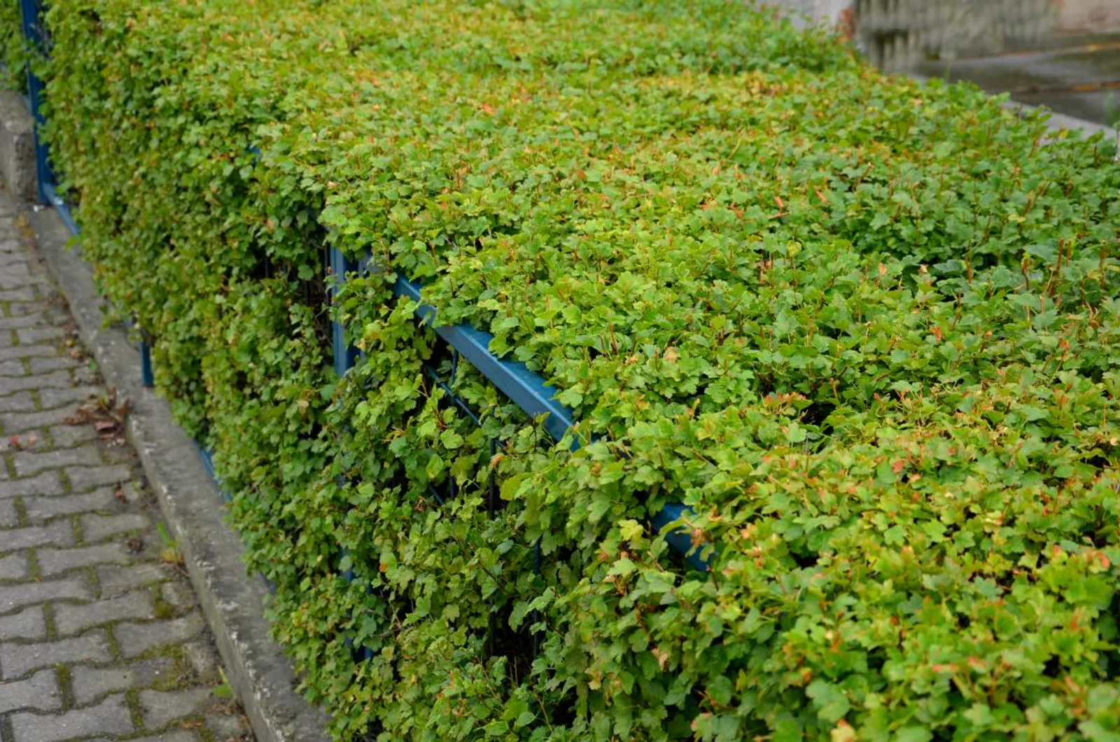 Måbär 'Schmidt' Goliat stor häckplanta med aromatiska blad och svarta bär.