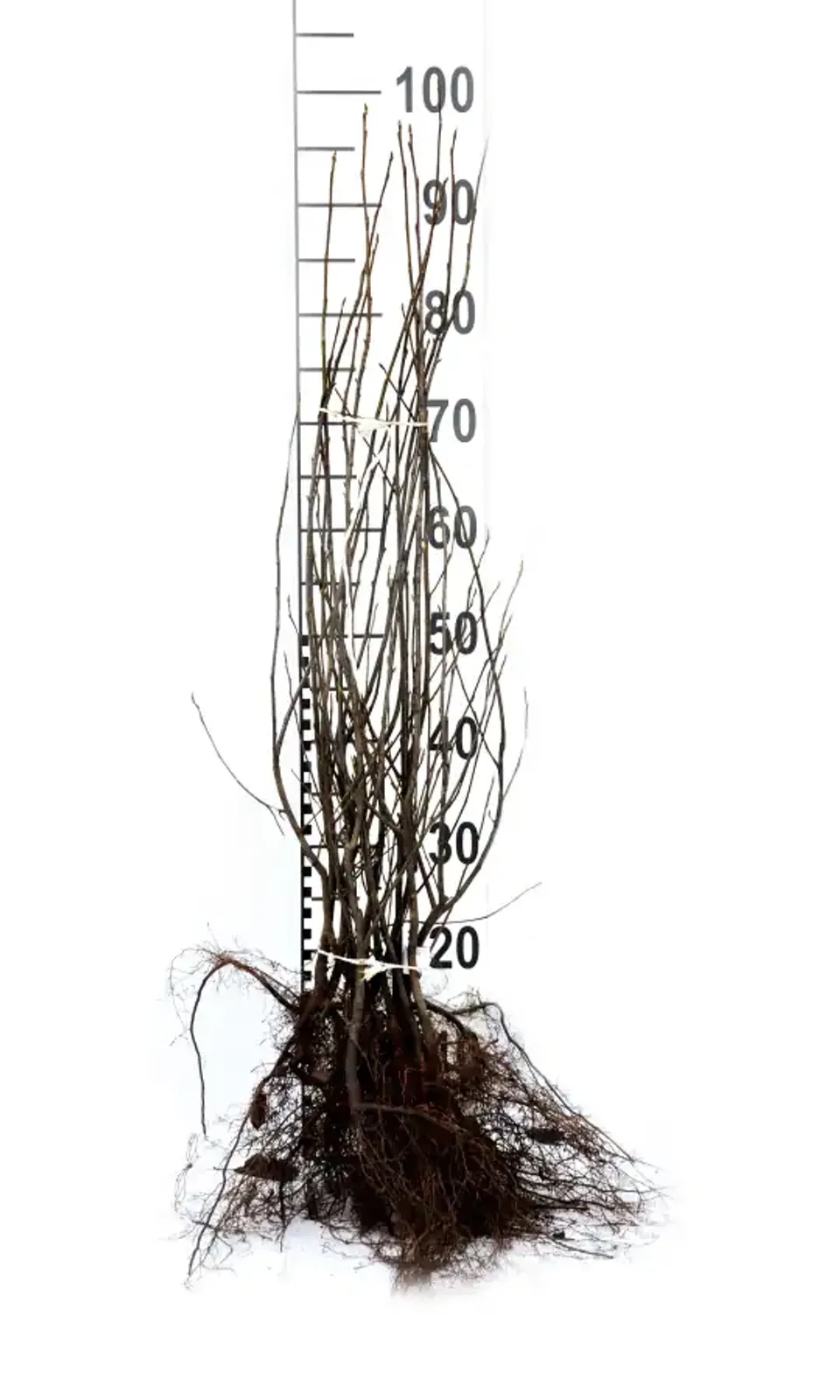 Prakthäggmispel, 50-80 cm — detalj 5