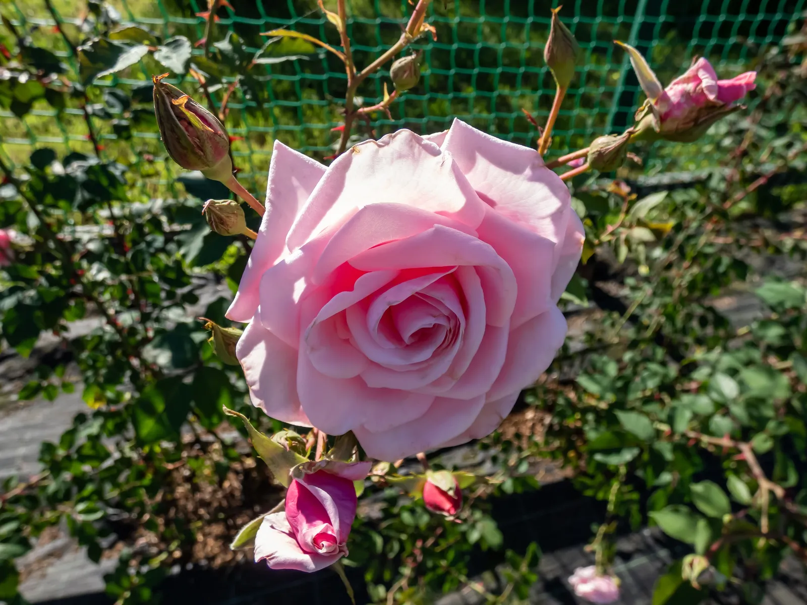 Storblommig klätterros 'Coral Dawn' - bild 4