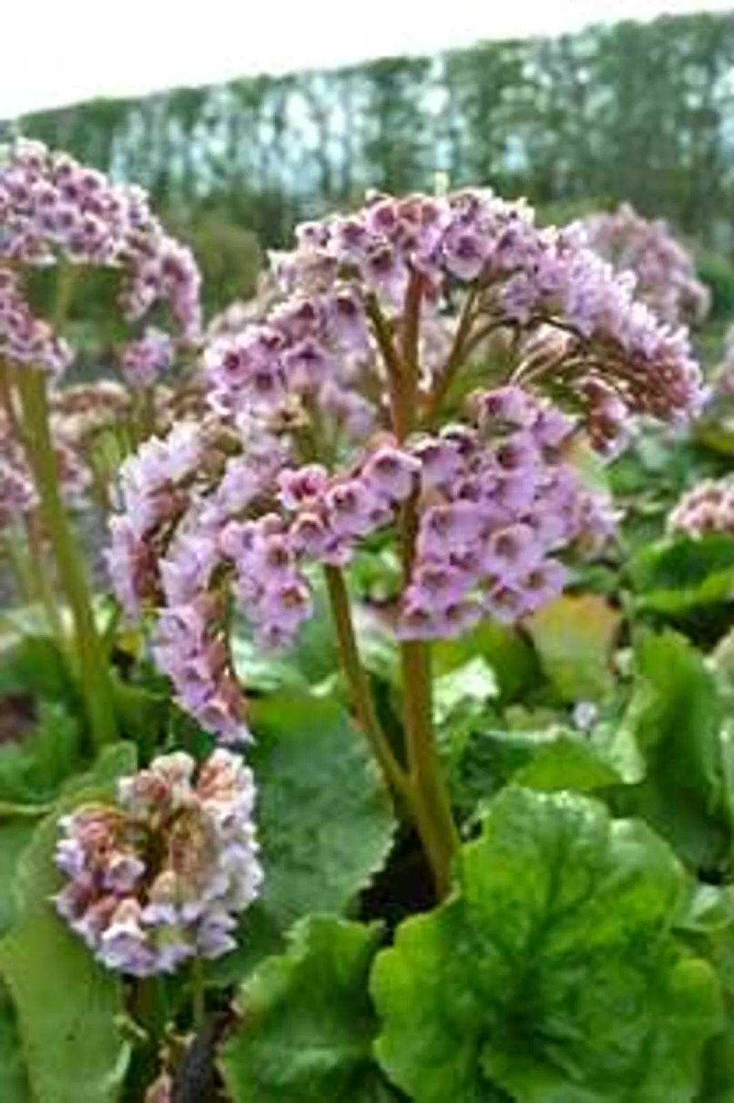 Hjärtbergenia 'Möja' med ljusrosa blommor och stora läderartade blad, en robust marktäckare.