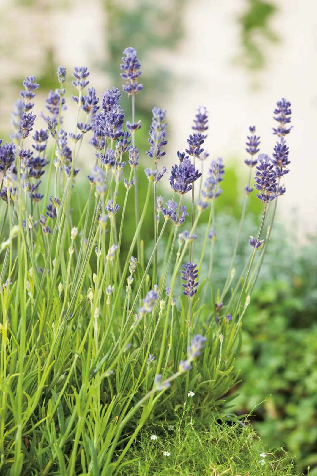 Lavendel 'Munstead' med lila blommor och gröna stjälkar, perfekt för trädgårdar och som perenn ört.