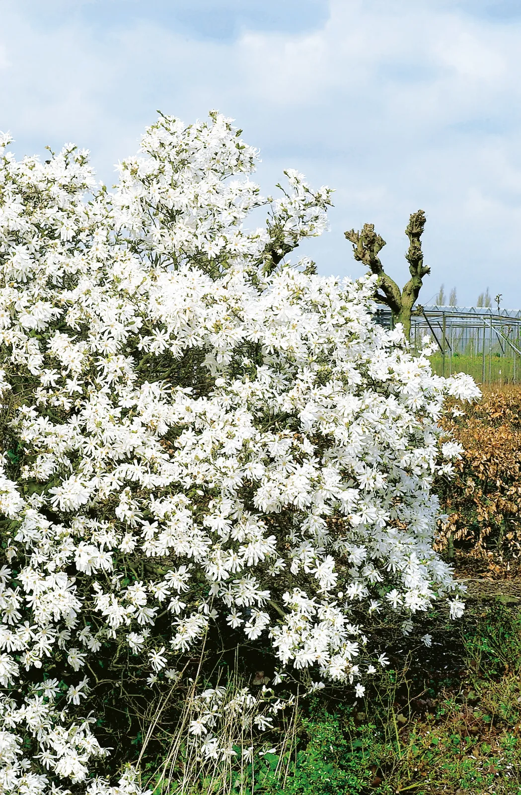 Stjärnmagnolia 'Royal Star' - bild 1