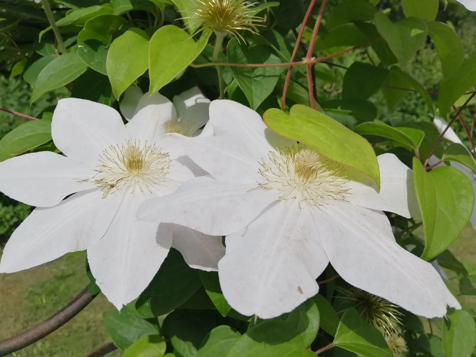 Klematis (Tidiga Storblommiga Gruppen) 'Mevrouw Le Coultre' - bild 2