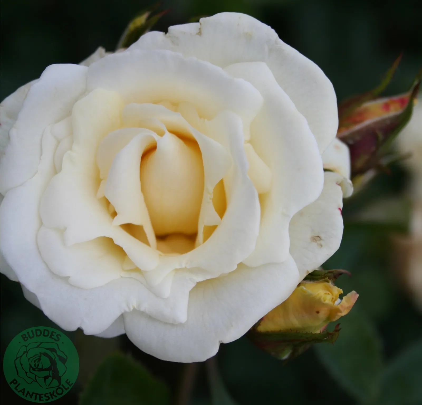 Modern buskros WHITE NIGHTS ('Poulaps') - bild 1