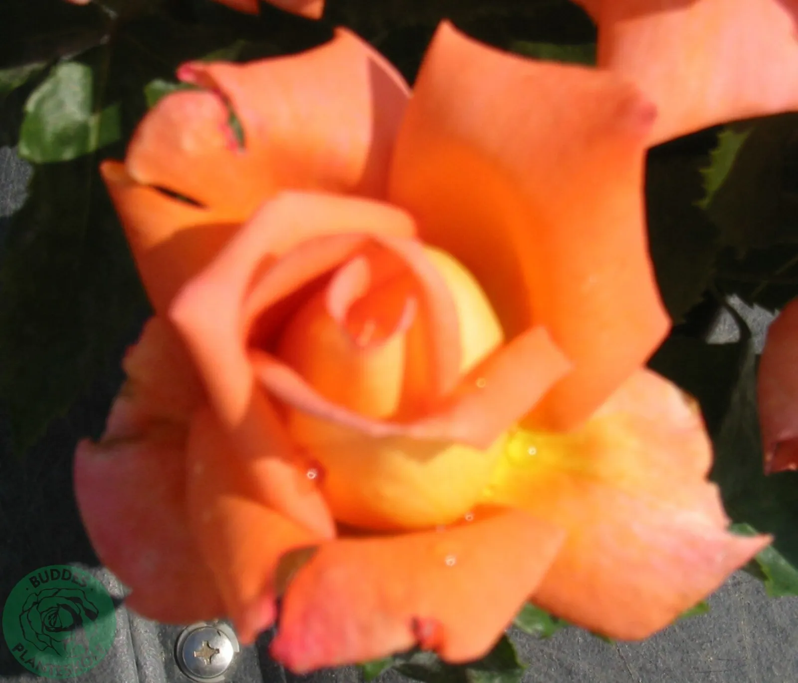 Tehybridros VICTOR BORGE ('Poulvue') - bild 2