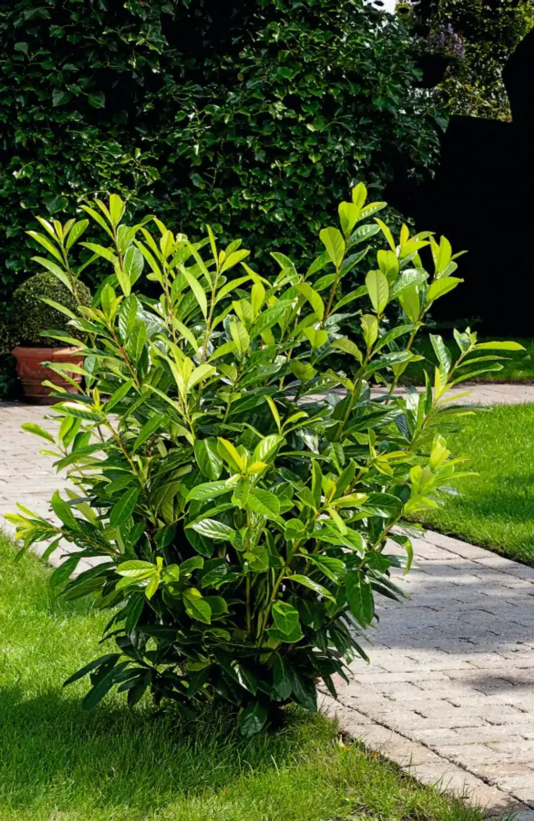 Lagerhägg 'Novita', 40-60 cm — detalj 3