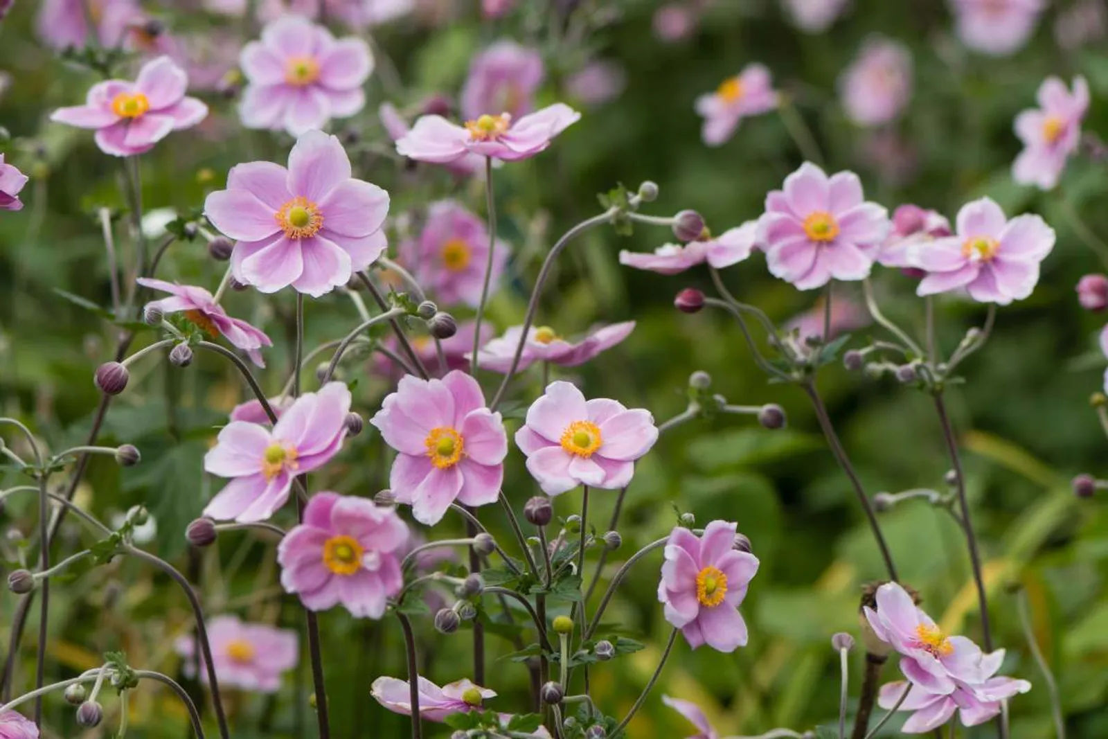 Höstanemon 'Königin Charlotte', 3-pack — detalj 2
