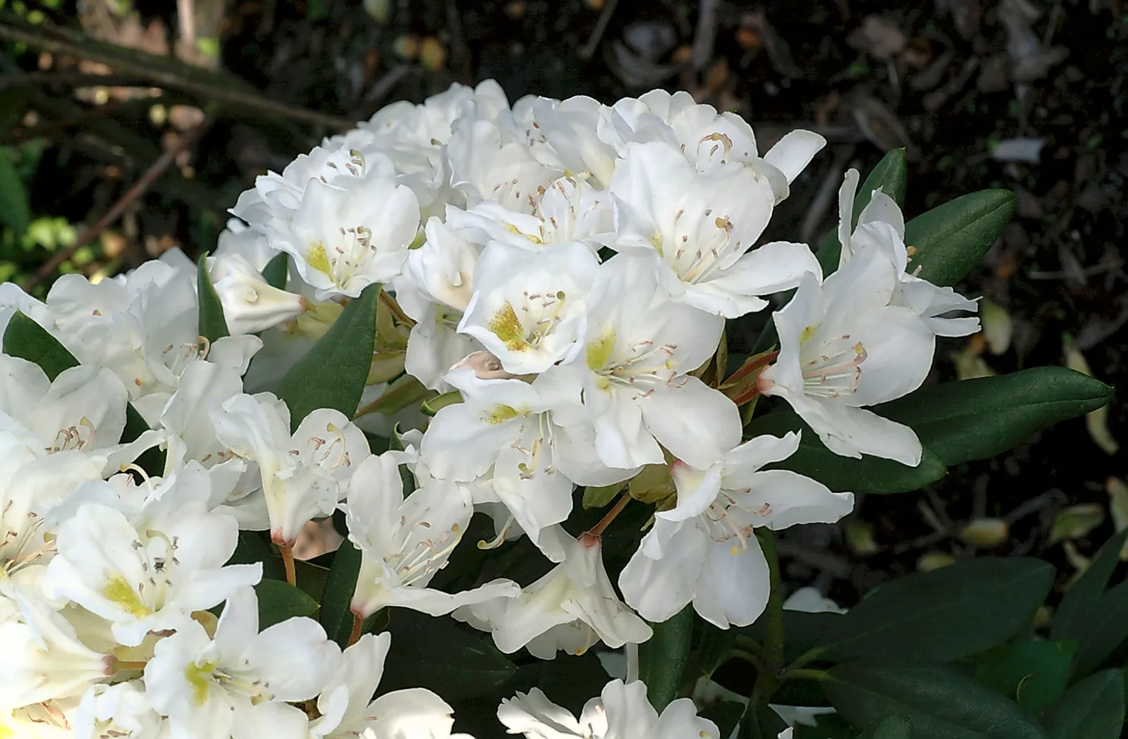 Caucasicum-rododendron 'Cunningham's White', 30-40 cm - bild 2