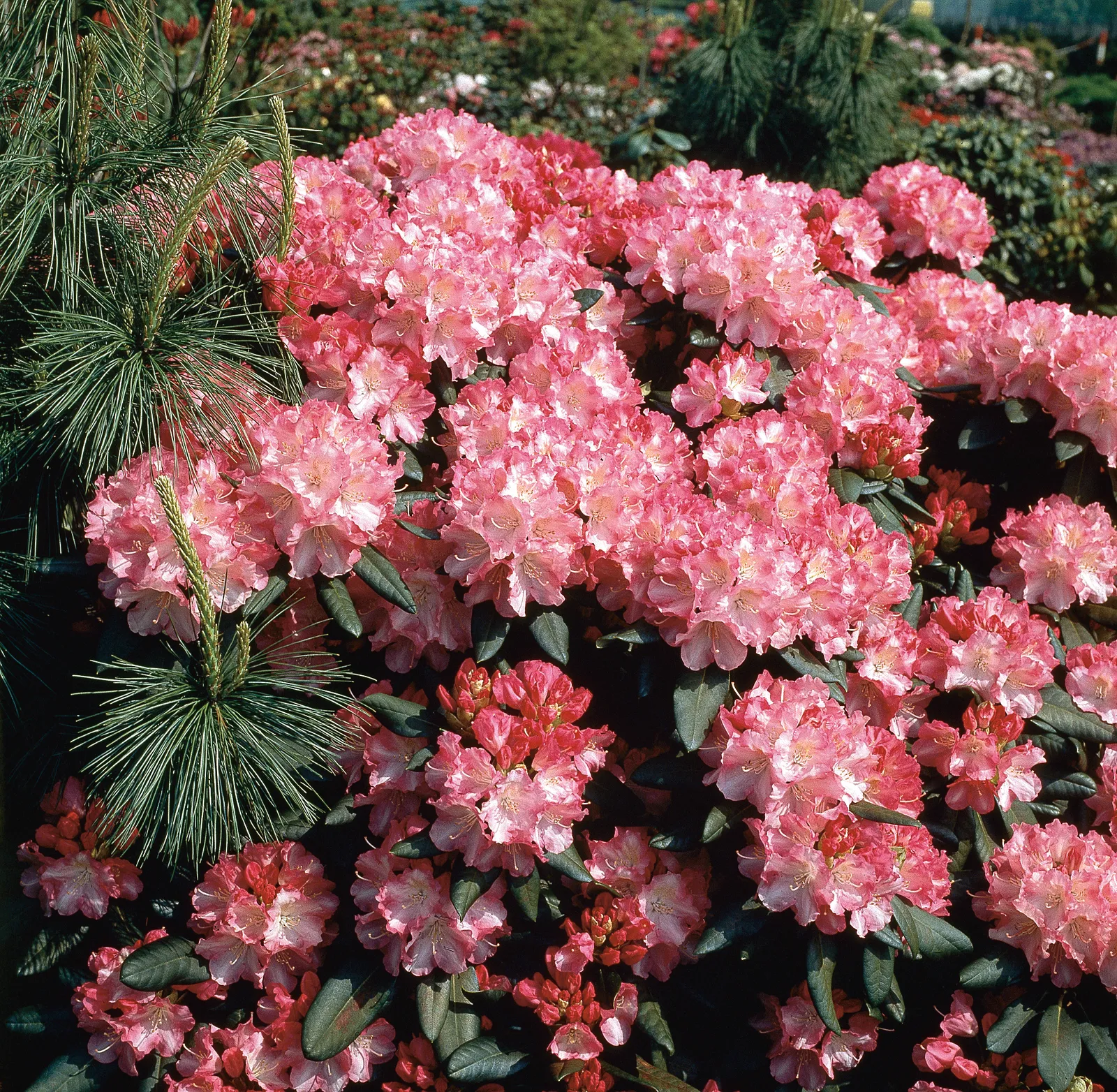 Yakushimanum-rododendron 'Morgenrot', 25-30 cm - bild 1