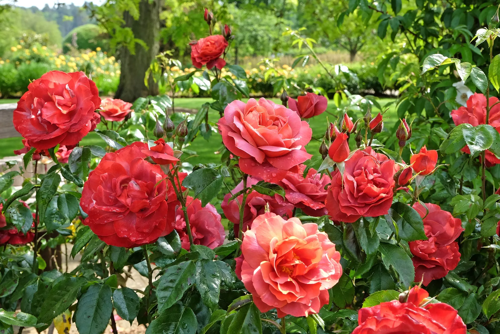 Floribundaros HOT CHOCOLATE ('Wekpaltlez') - bild 2