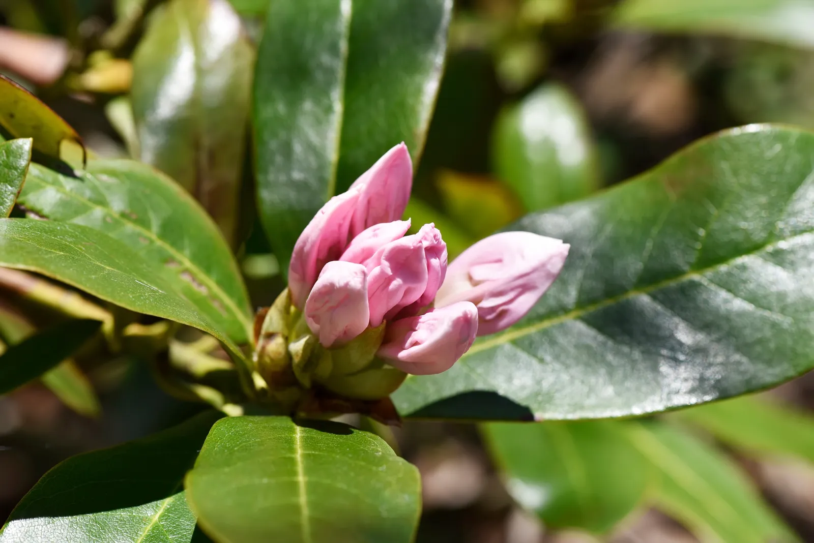 Caucasicum-rododendron 'Cunningham's White', 30-40 cm - bild 5