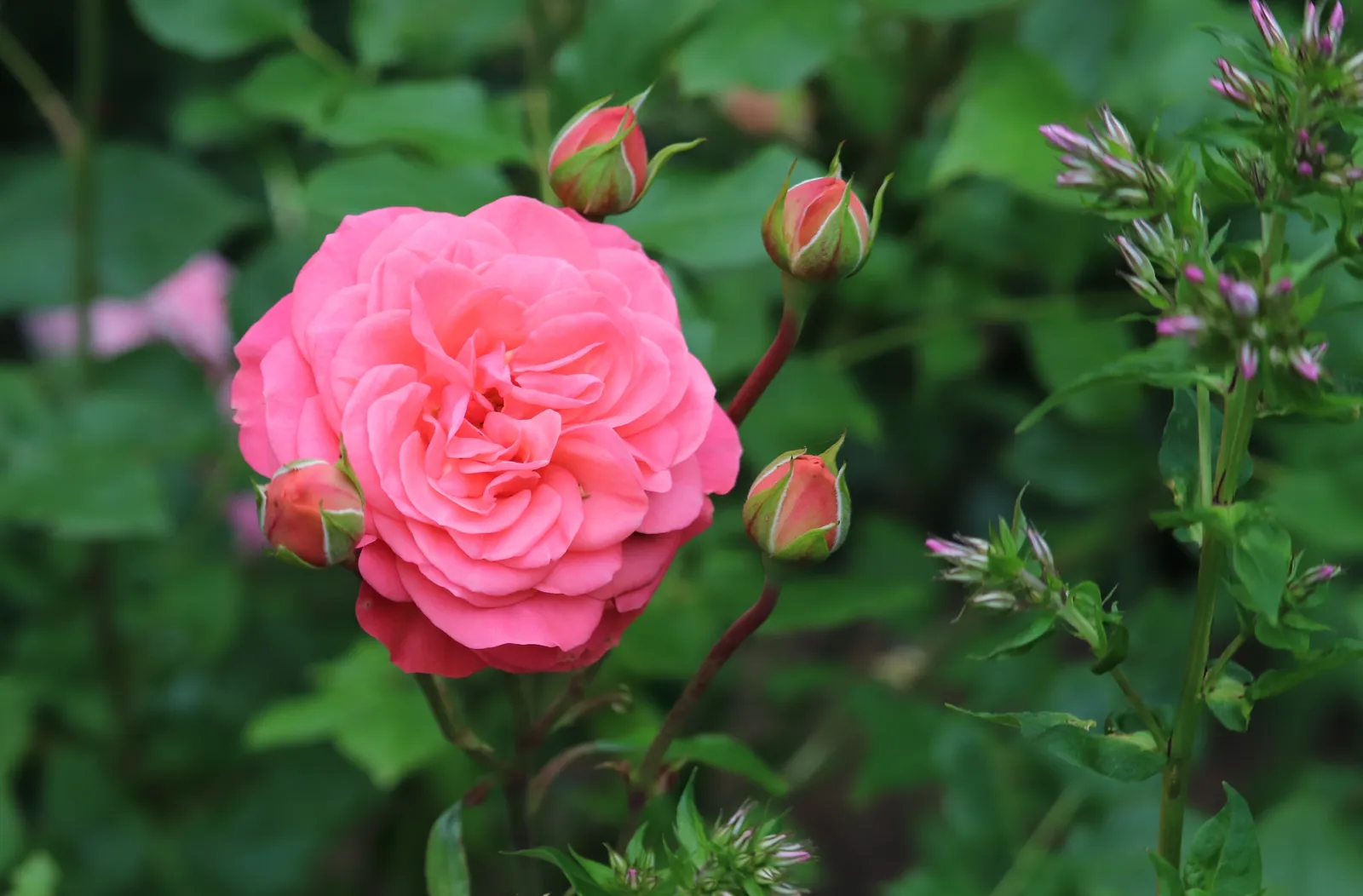 Floribundaros SCHACKENBORG ('Pouldron') - bild 3