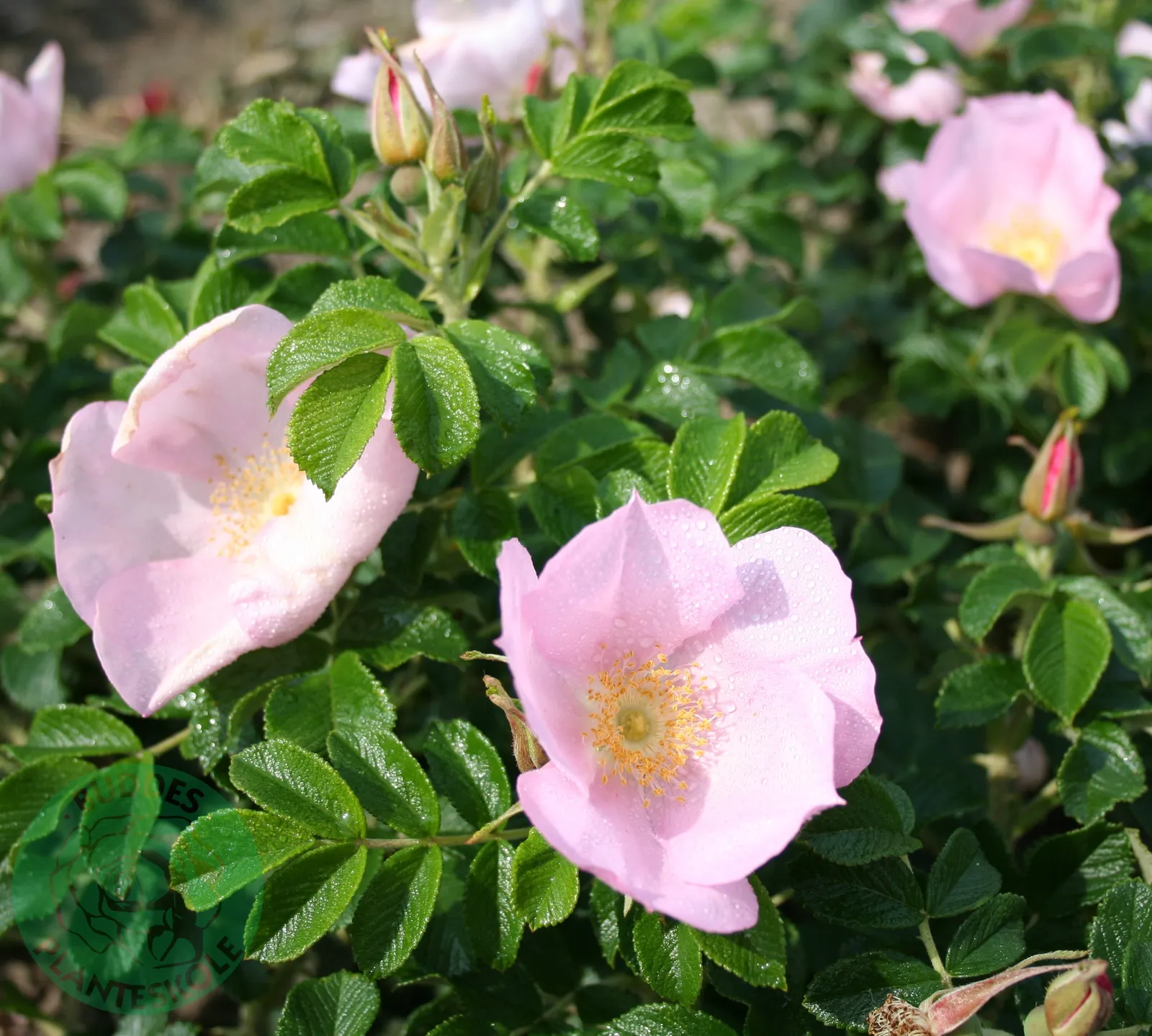 Rugosa-ros 'Fru Dagmar Hastrup' - bild 1