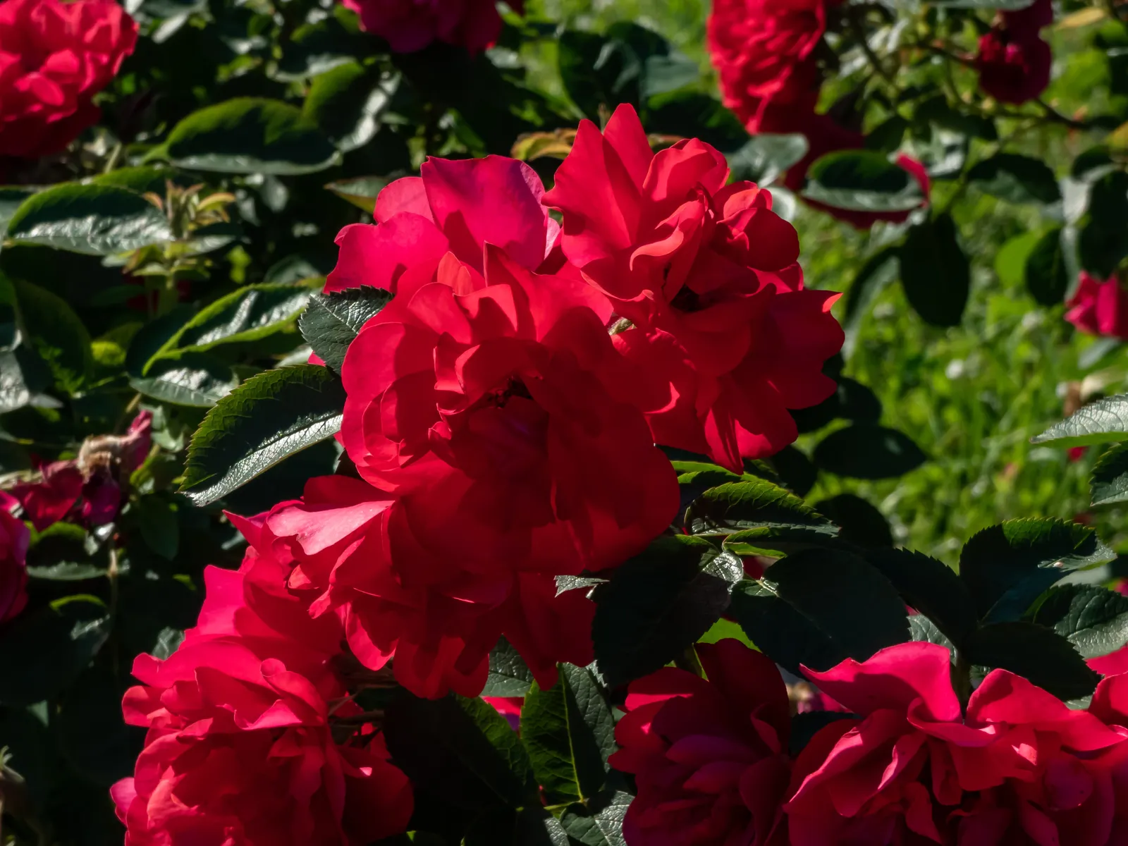 Rugosa-ros HANSALAND ('Korhassi') - bild 4