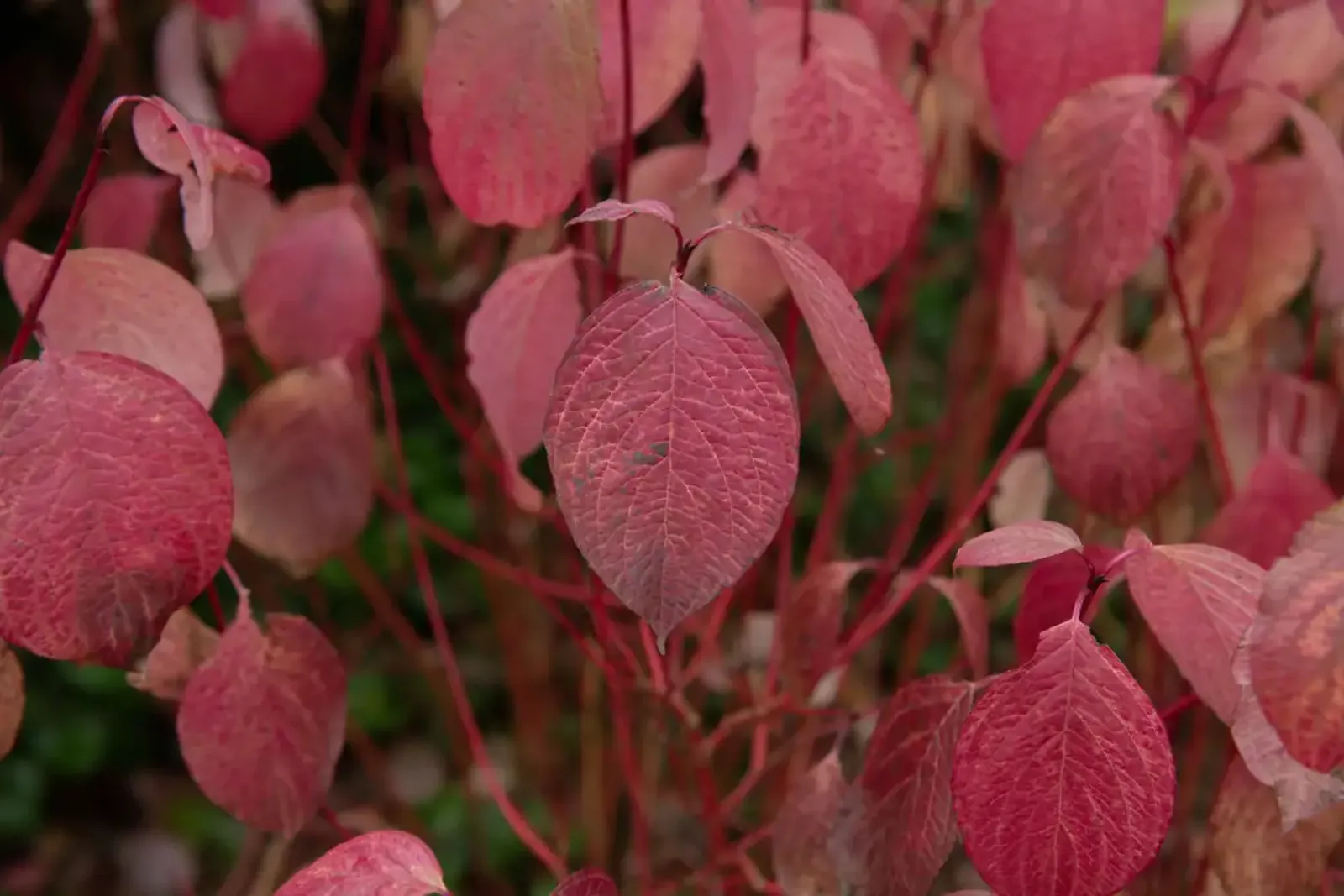Korallkornell, 50-80 cm — detalj 4