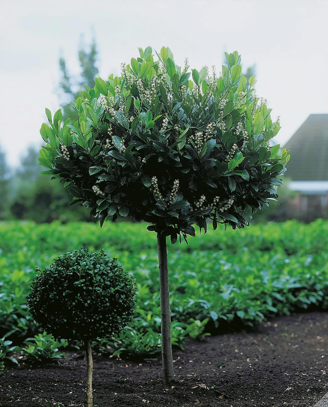 Lagerhägg 'Mano', Sh 100-120 - bild 1