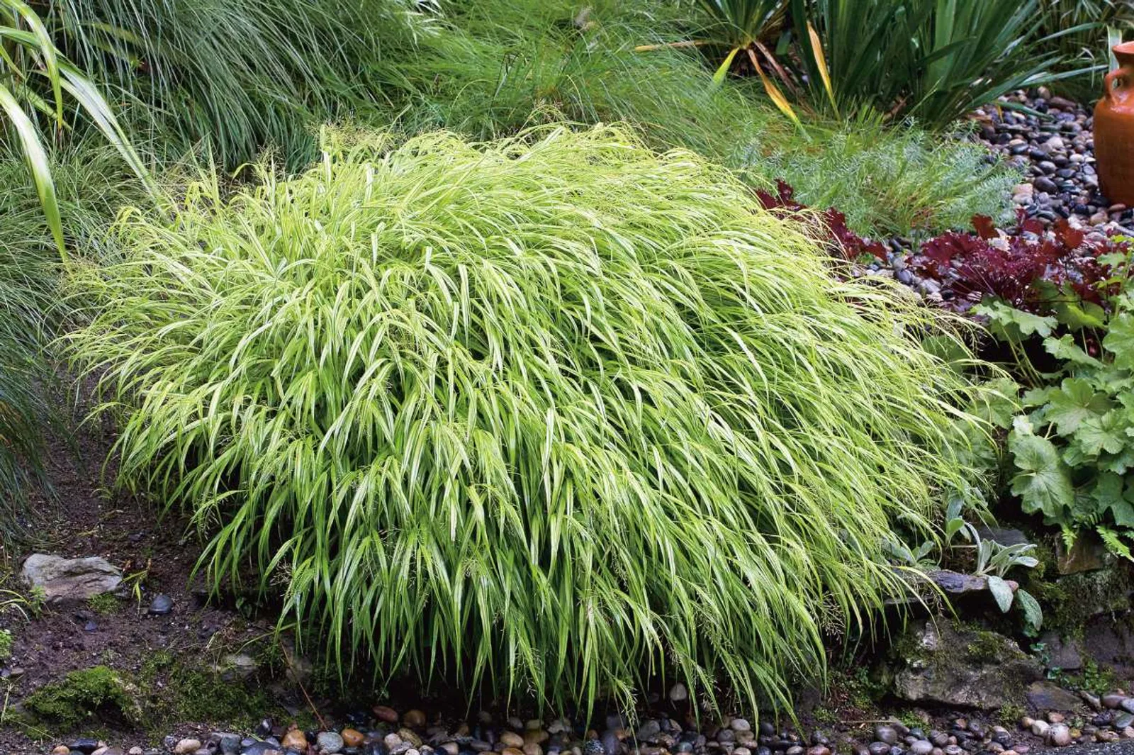 Hakonegräs med gröna och gula strimmiga blad, elegant japanskt prydnadsgräs för skugga.