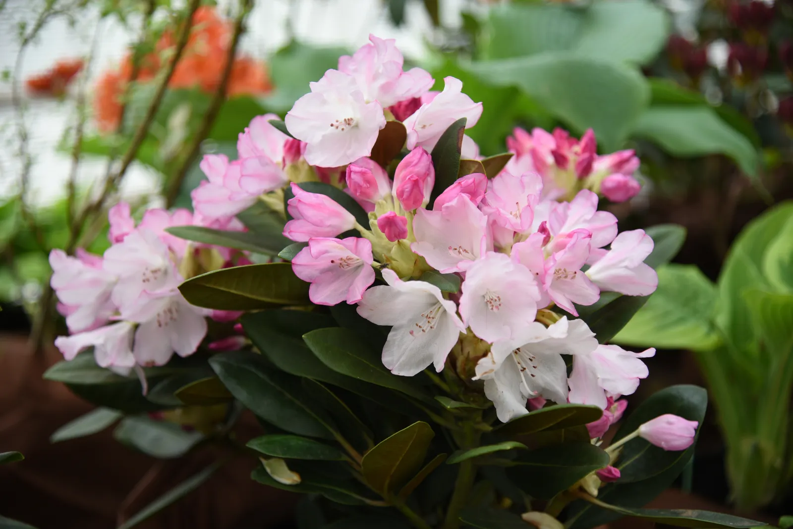 Yakushimanum-rododendron 'Silberwolke', 25-30 cm - bild 3